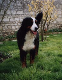 Smylla